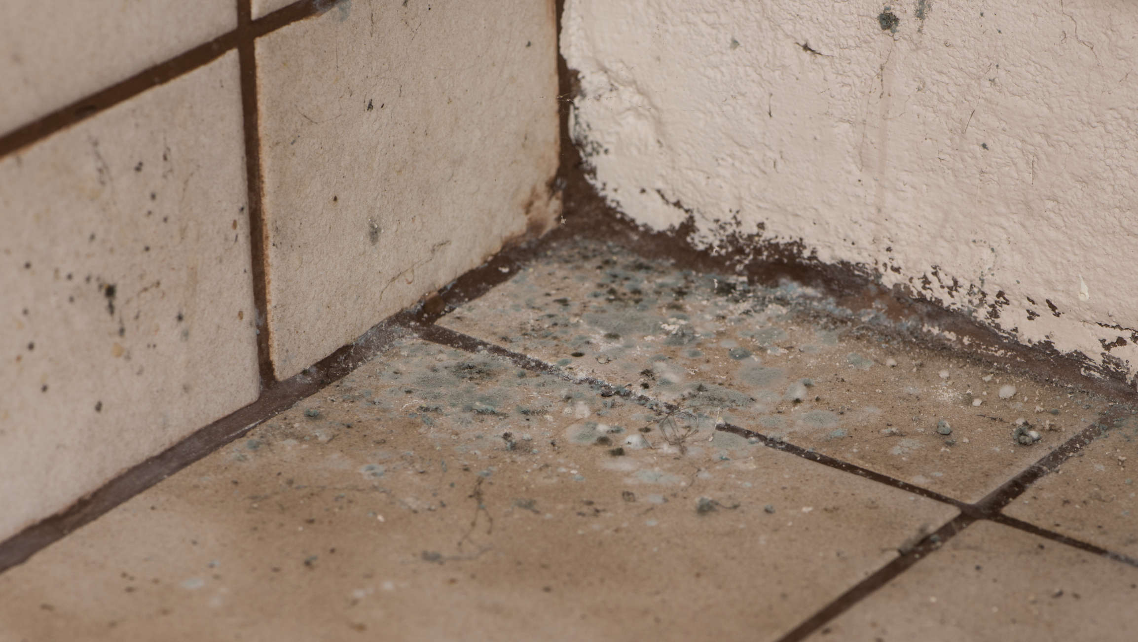 Does Toxic Mold Exposure Qualify Me For Workers Comp How Does Toxic Mold Exposure Occur In The Workplace