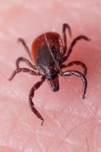 Lyme's Disease and SSD